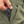 The chino